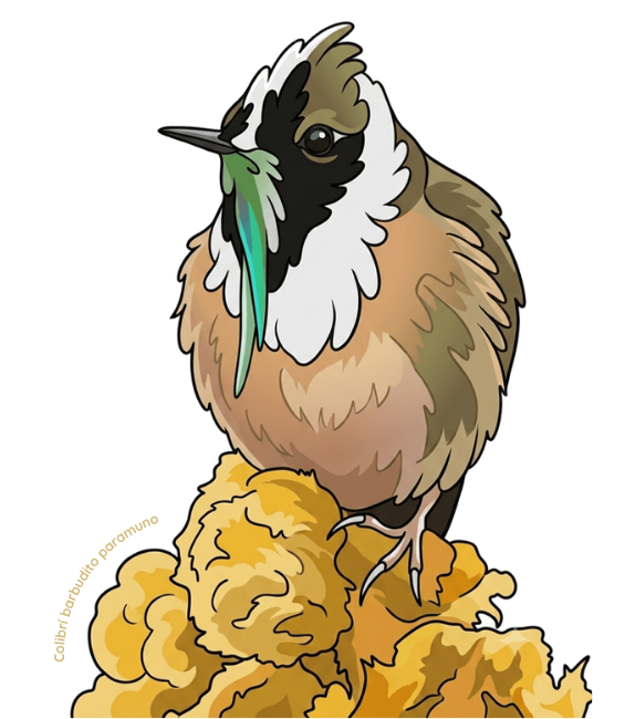 Colibrí barbudito paramuno, mascota del PyDay Boyacá 2026